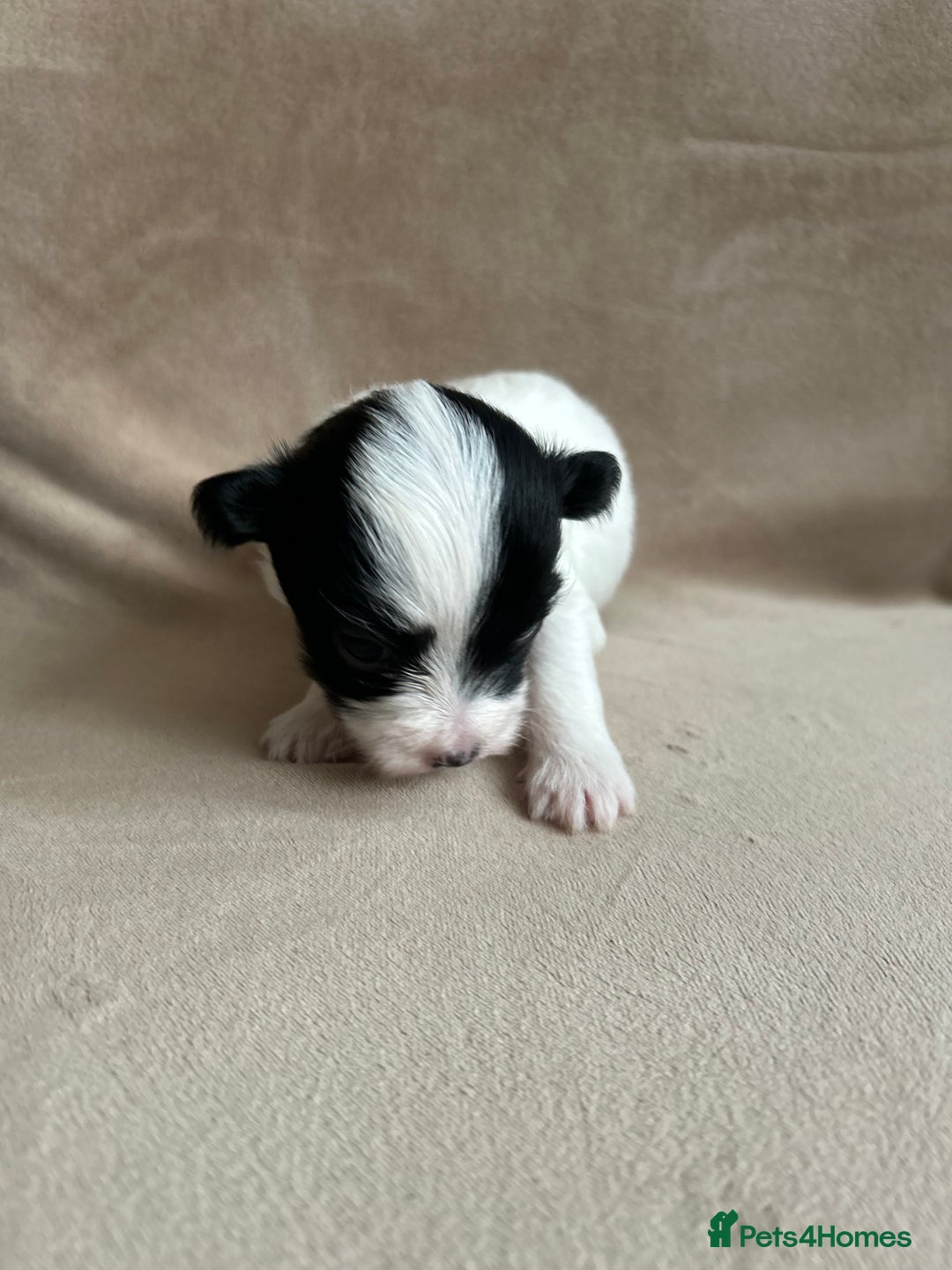Coton De Tulear dogs for sale: Coton de Tulear puppies  - Image 19