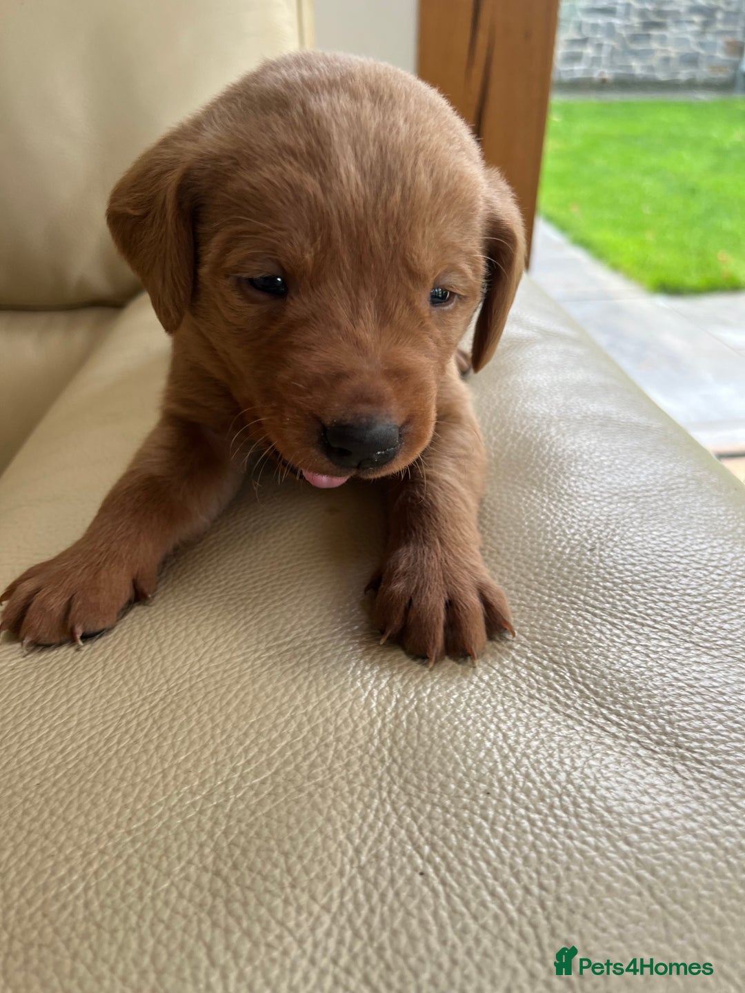 Labrador Retriever dogs for sale: KC Registered Fox Red Labrador puppies - Advert 32