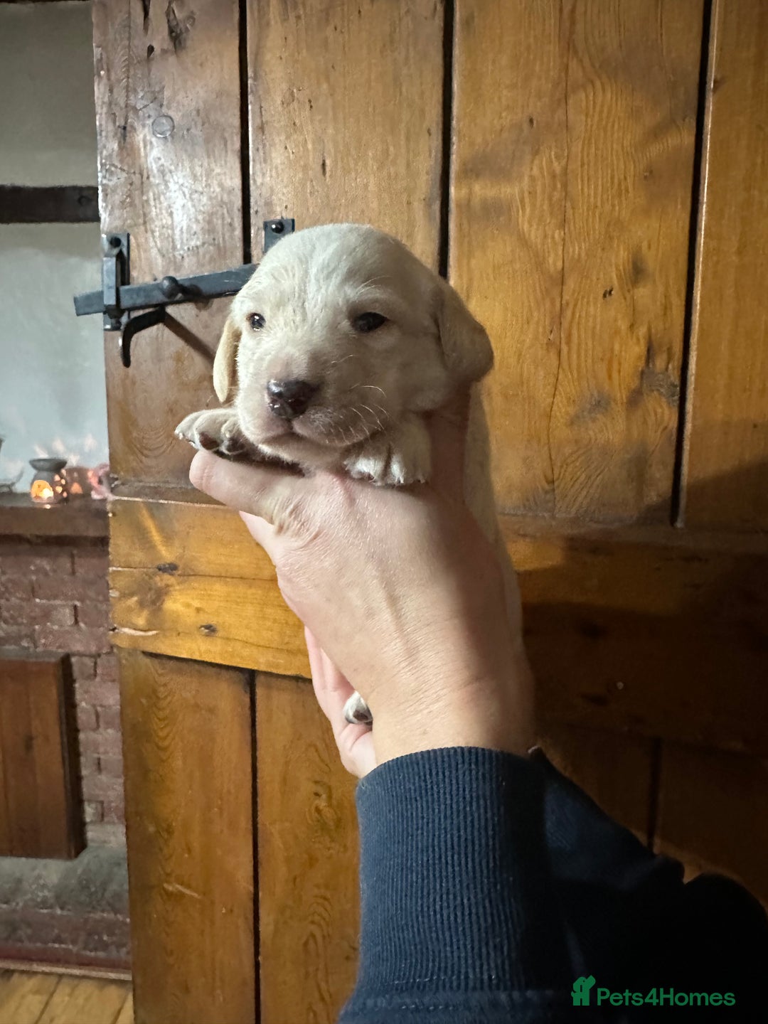 Mixed Breed dogs for sale: Dashador Puppies for sale  - Advert 5