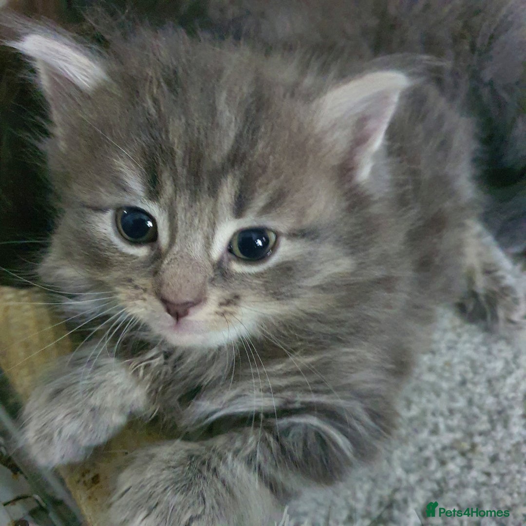 Mixed Breed cats for sale: 5 cute 😍 kittens  - Advert 3