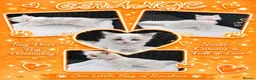 Ragdoll cats for sale: 6 beautiful pure ragdoll kittens - Advert 23