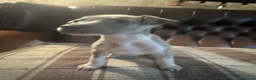 Whippet dogs for sale: 🐾 Exceptional KC Registered Whippet Puppies - Advert 3