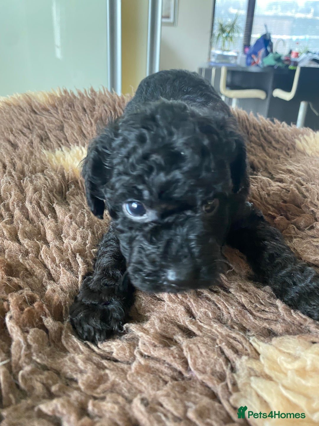 Mixed Breed dogs for sale: 3/4 patterdale 1/4 staffy x cavapoo pups - Image 13