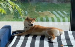 Japanese Shiba Inu dogs for sale: Beautiful Japanese Shiba Inu Puppies - Image 10
