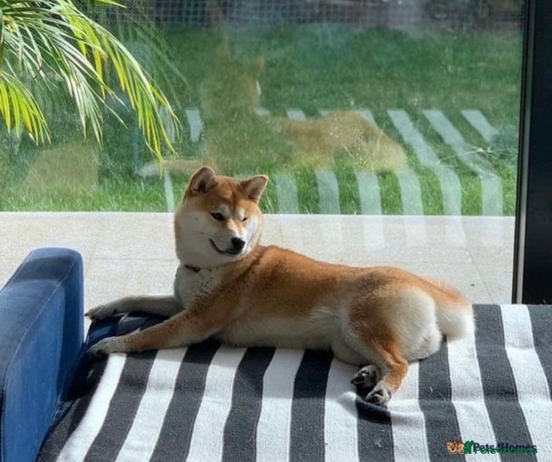 Japanese Shiba Inu dogs for sale: Beautiful Japanese Shiba Inu Puppies - Image 10
