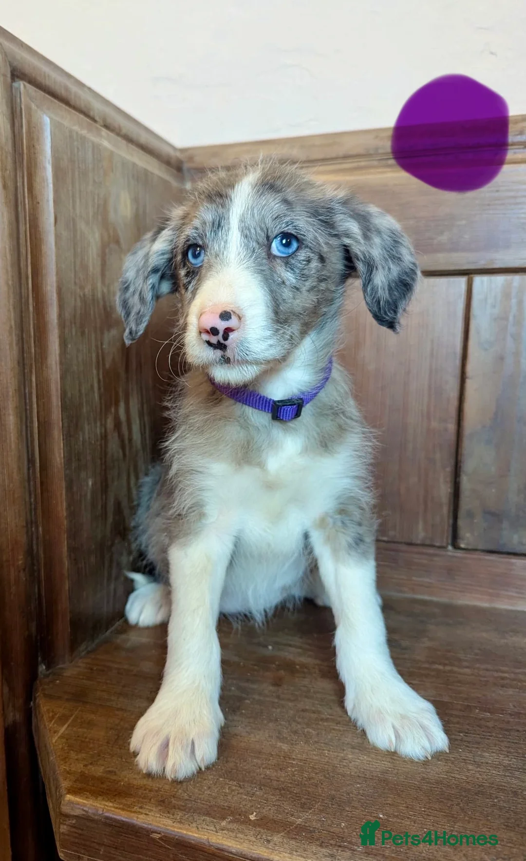 Bordoodle dogs for sale: Standard Bordoodle/Colliepoodle Puppies - Advert 9