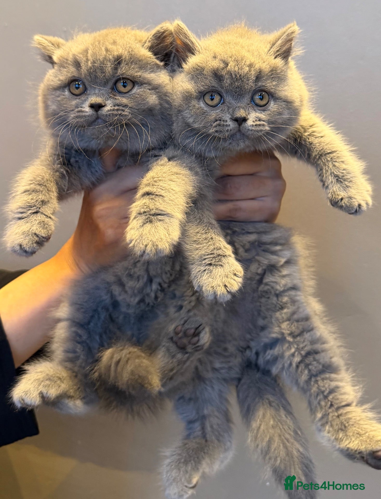 British Shorthair cats British shorthair kittens  - Advert 1