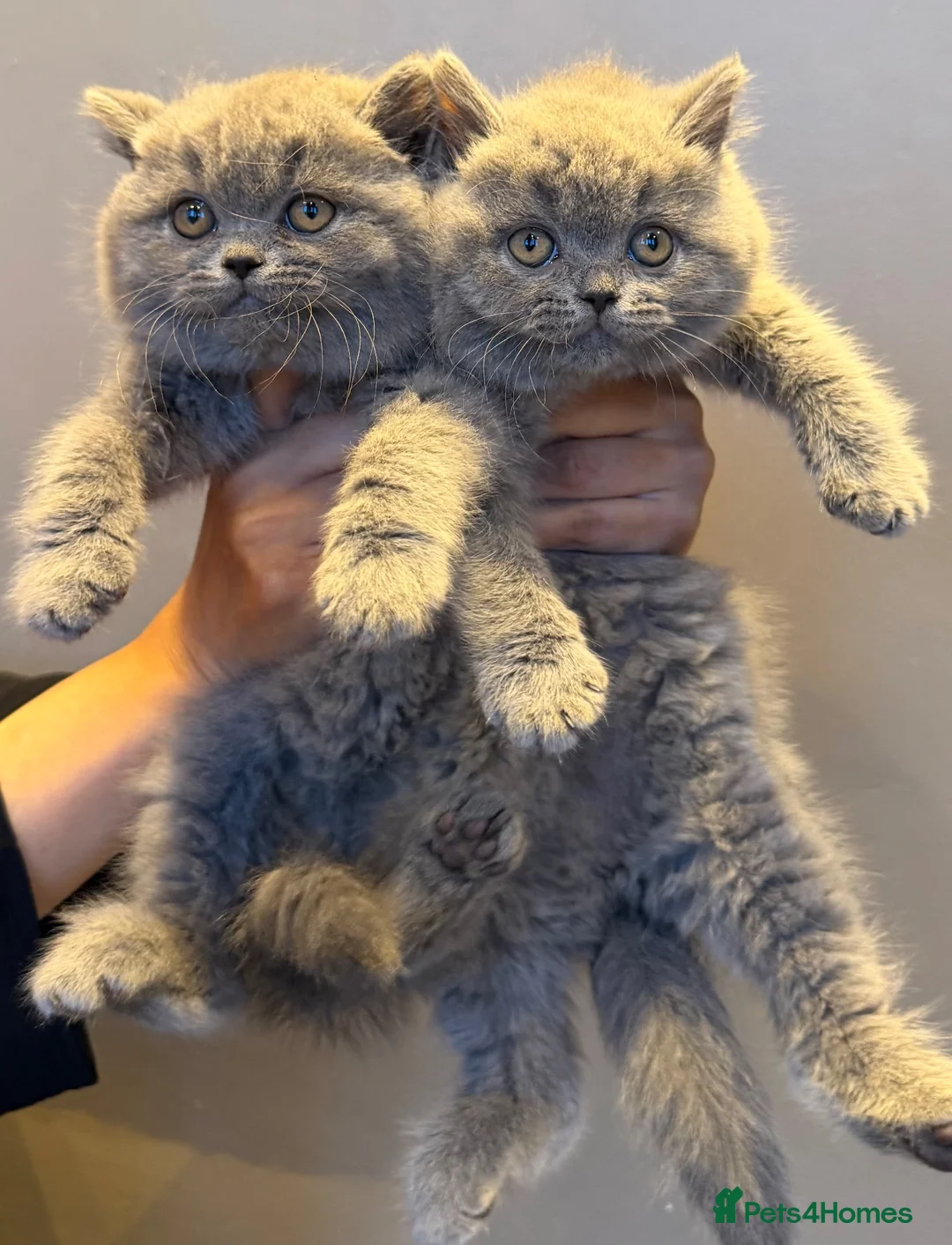 British Shorthair cats for sale: British shorthair kittens  - Advert 1