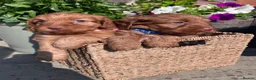 Cockapoo dogs for sale: Beautiful Toy Cockapoo Puppies (Health Tested)  - Advert 18