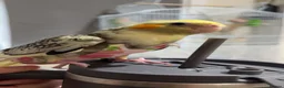 Cockatiels birds for sale: Hand-Tamed Cockatiel ❤️ - Advert 4