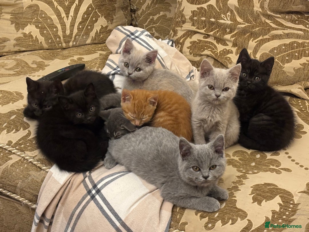 British Shorthair cats for sale: 5 stunning British blue shorthairs available  - Image 18