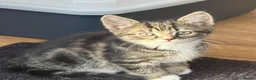 British Shorthair cats for sale: Adorable Kittens Looking for Loving Homes - Advert 22