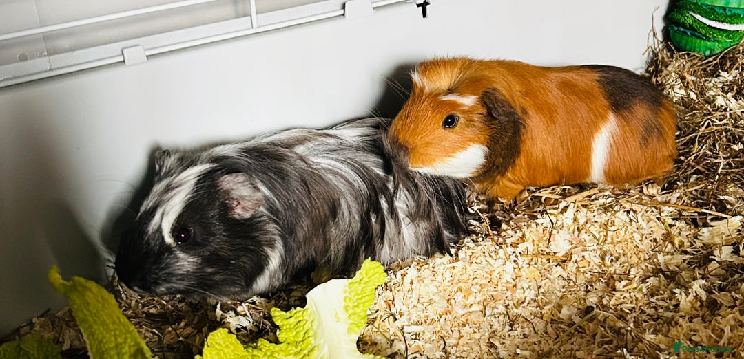 Guinea Pig rodents for sale: Two baby male guinea pigs and cage  - Advert 11