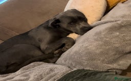 Cane Corso dogs for sale: Blue cane corso - Image 6