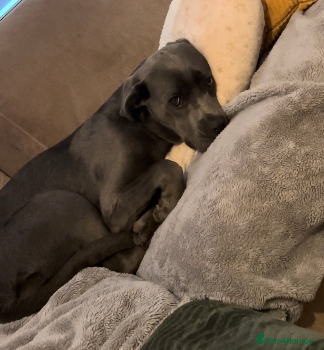 Cane Corso dogs for sale: Blue cane corso - Image 6