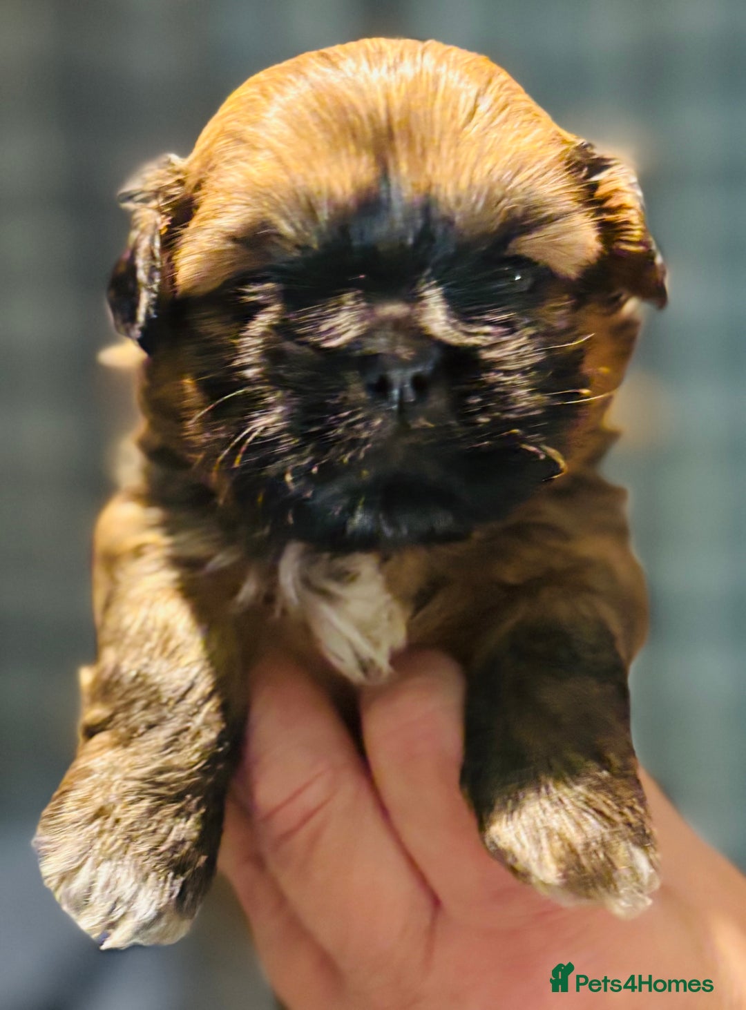 Shih Tzu dogs for sale: Beautiful shih tzu babies  - Advert 21