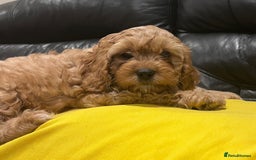 Cavapoo dogs for sale: F1 Cavapoo puppies - Image 10