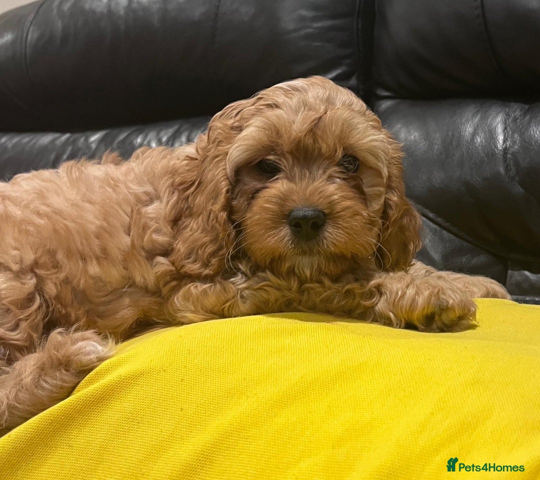 Cavapoo dogs for sale: F1 Cavapoo puppies - Image 10