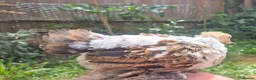 Chickens poultry for sale: Booted Pekin Bantam Rooster - Advert 8