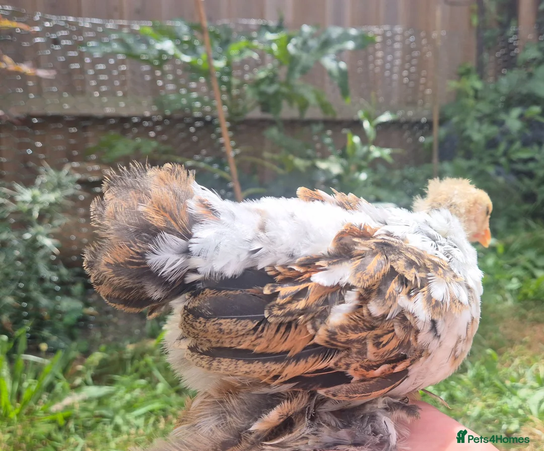 Chickens poultry for sale: Booted Pekin Bantam Rooster - Advert 8