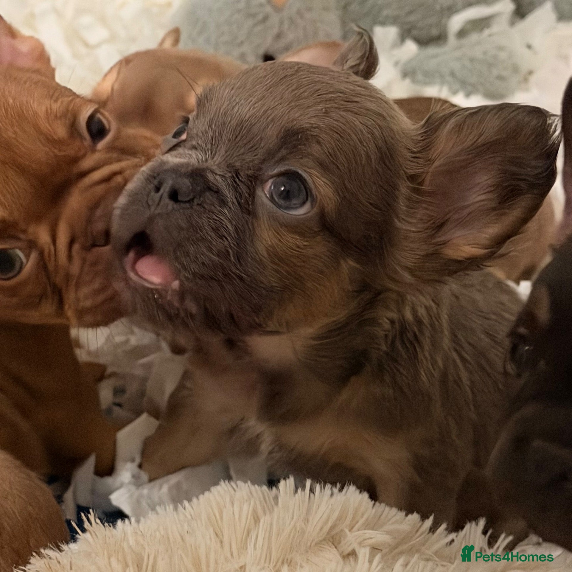 French Bulldog dogs 🐾 6 Beautiful KC Registered French Bulldog Puppys - Advert 1