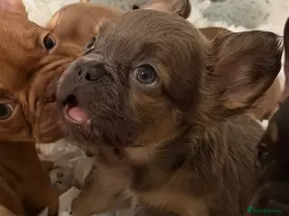 French Bulldog dogs 🐾 6 Beautiful KC Registered French Bulldog Puppys - Advert 1