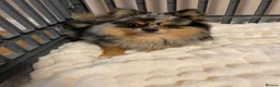 Pomchi dogs for sale: Beautiful Blue/Tan Pomeranian Merle Girl  - Advert 6