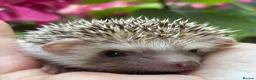 Pygmy Hedgehog rodents for sale: African Pygmy Hedgehog Ethnical breeding mixed - Advert 12