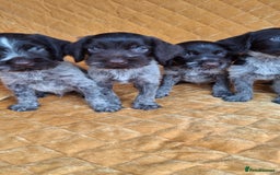 German Wirehaired Pointer dogs for sale: Quality German wirehaired pointer pups. - Image 20