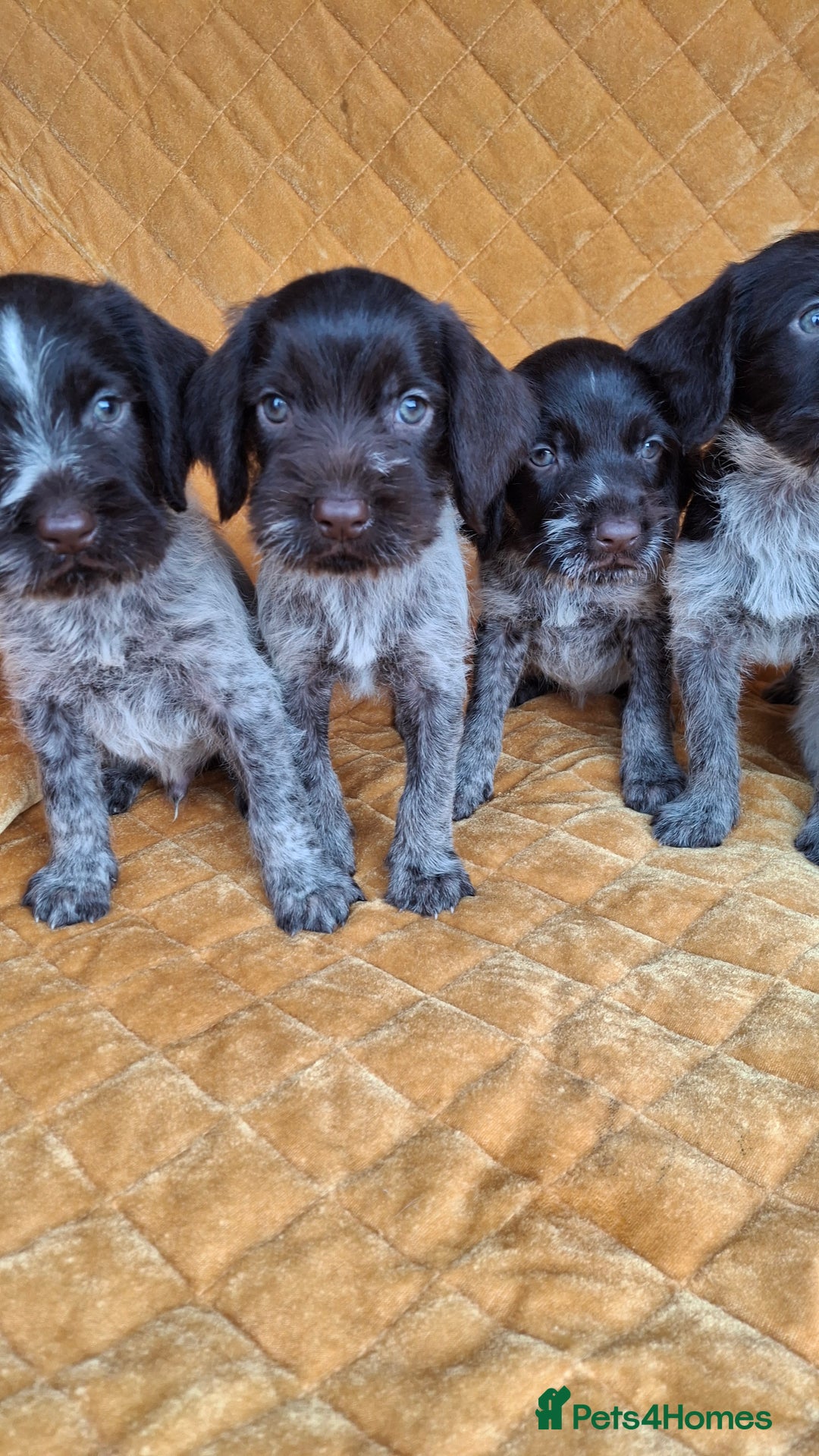 German Wirehaired Pointer dogs for sale: Quality German wirehaired pointer pups. - Image 20