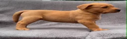 Labrador Retriever dogs for sale: working line Labrador retriever  - Advert 25