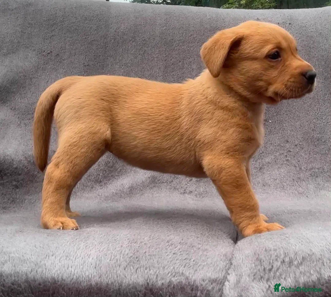 Labrador Retriever dogs for sale: working line Labrador retriever  - Advert 40