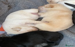 Labrador Retriever dogs for sale: Stunning Labrador Puppies - Image 20