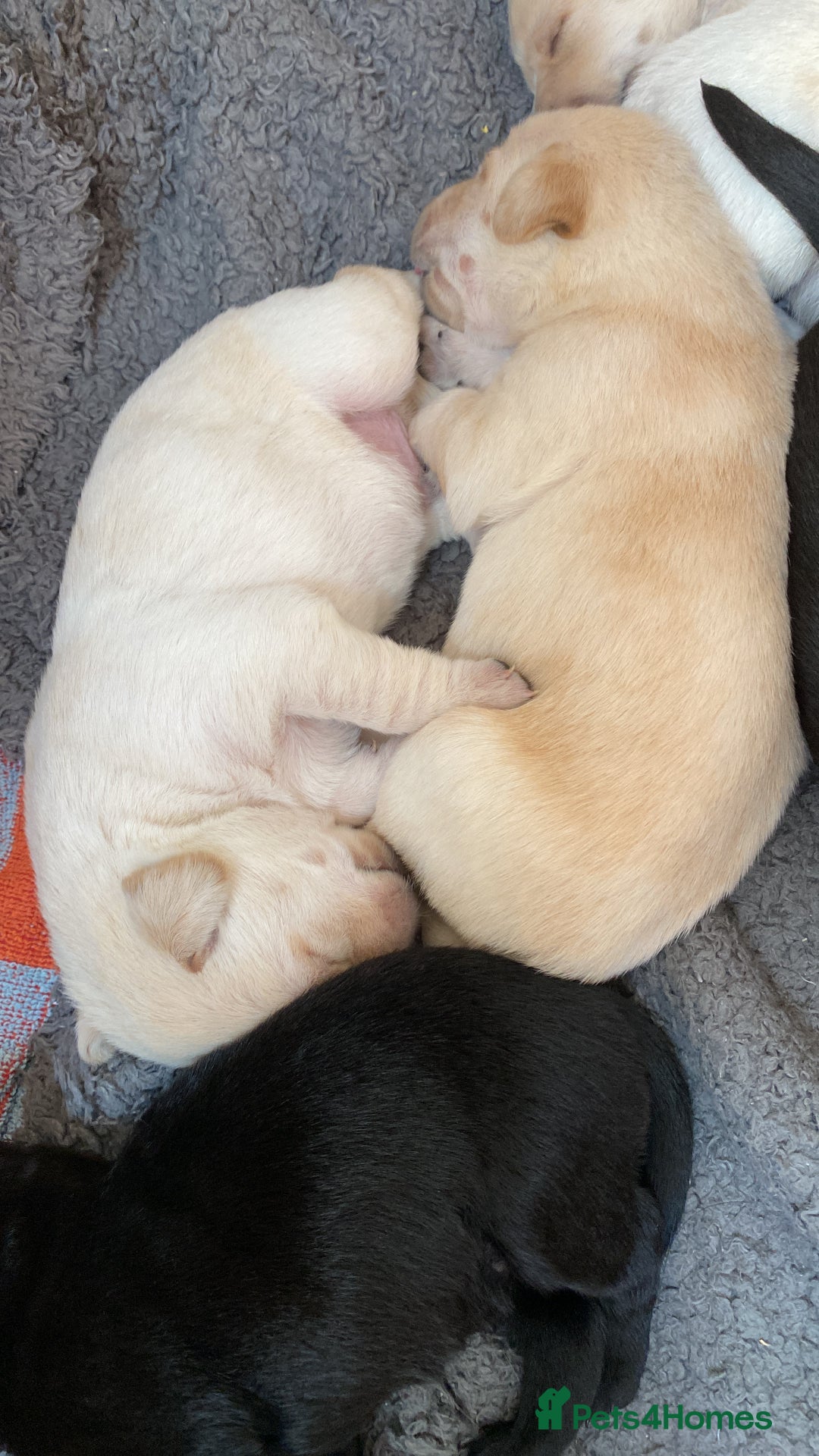 Labrador Retriever dogs for sale: Stunning Labrador Puppies - Image 20