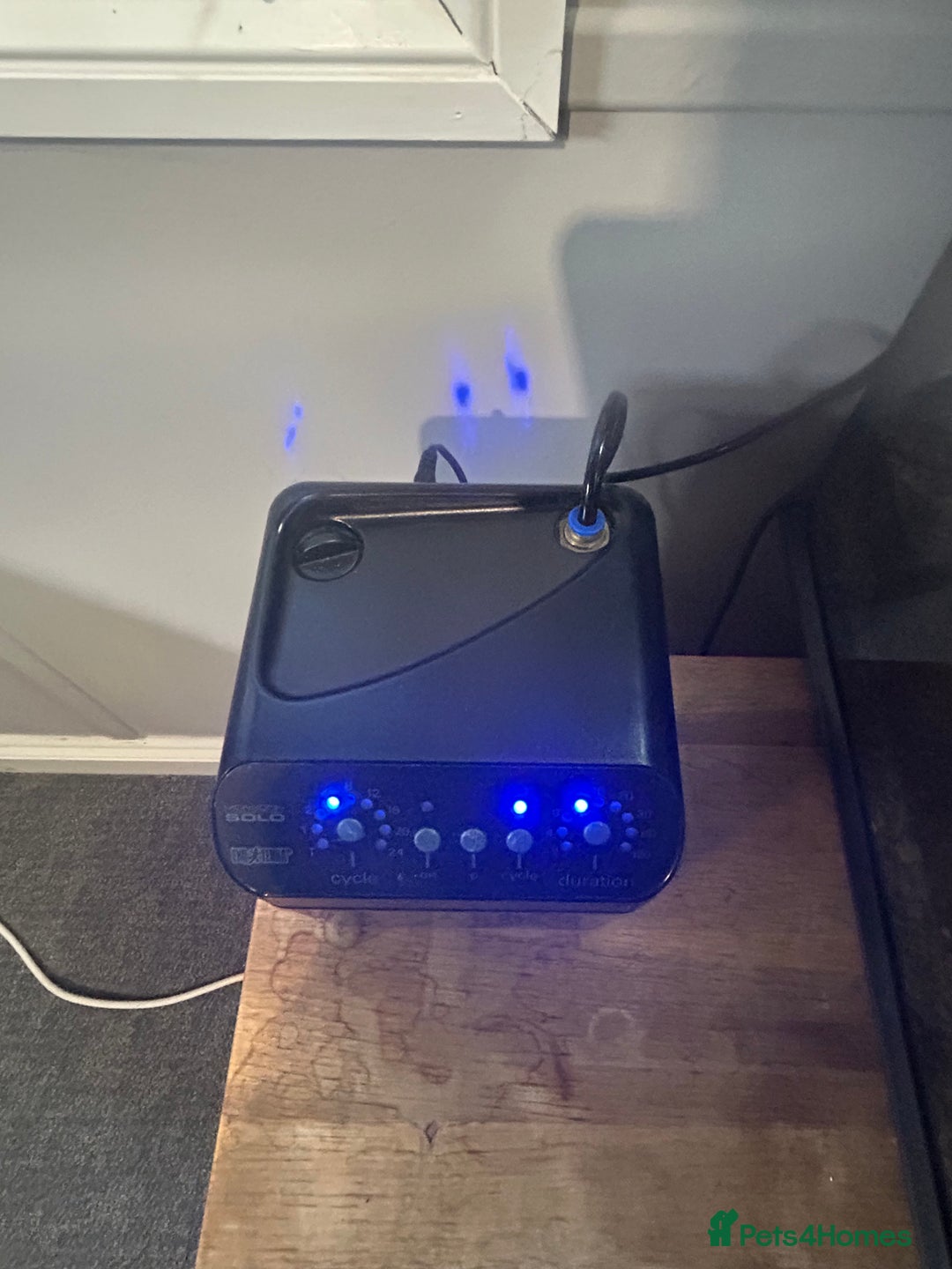 Gecko reptiles for sale: 3 mixed gold dust day geckos & 2 poison dart frogs - Advert 7