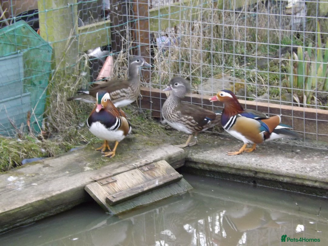 Ducks poultry for sale: Pairs of Mandarin Ducks For Sale - Advert 3