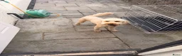 Cockapoo dogs for sale: 20 month old cockapoo boy  - Advert 2