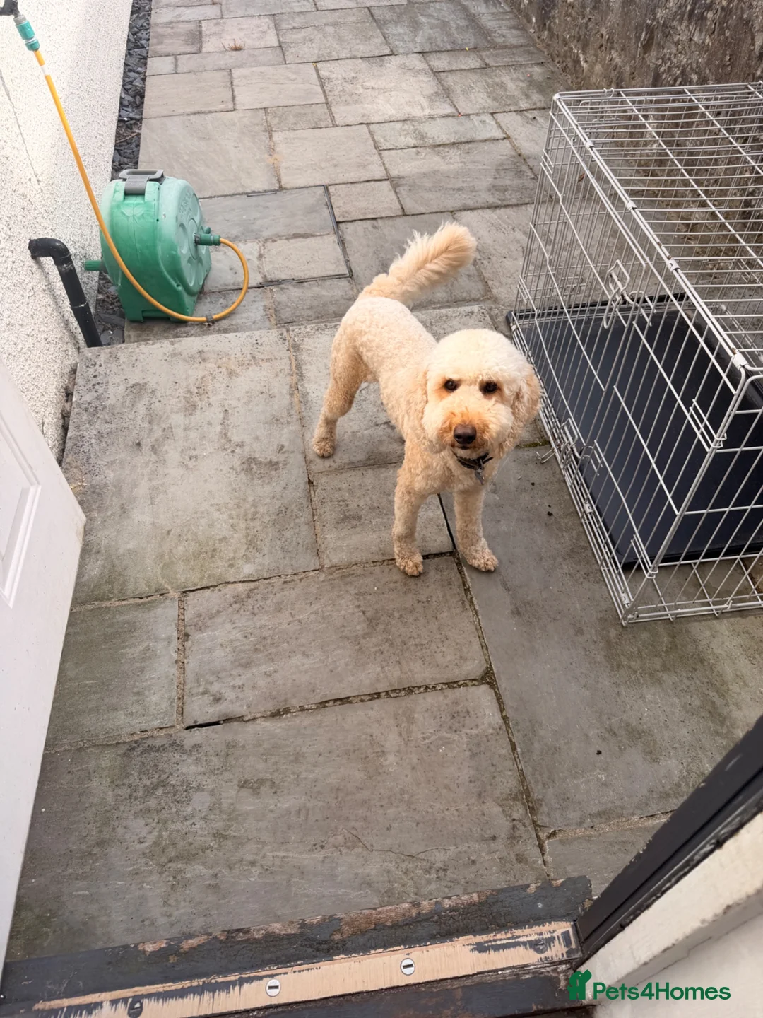 Cockapoo dogs for sale: 20 month old cockapoo boy  - Advert 2