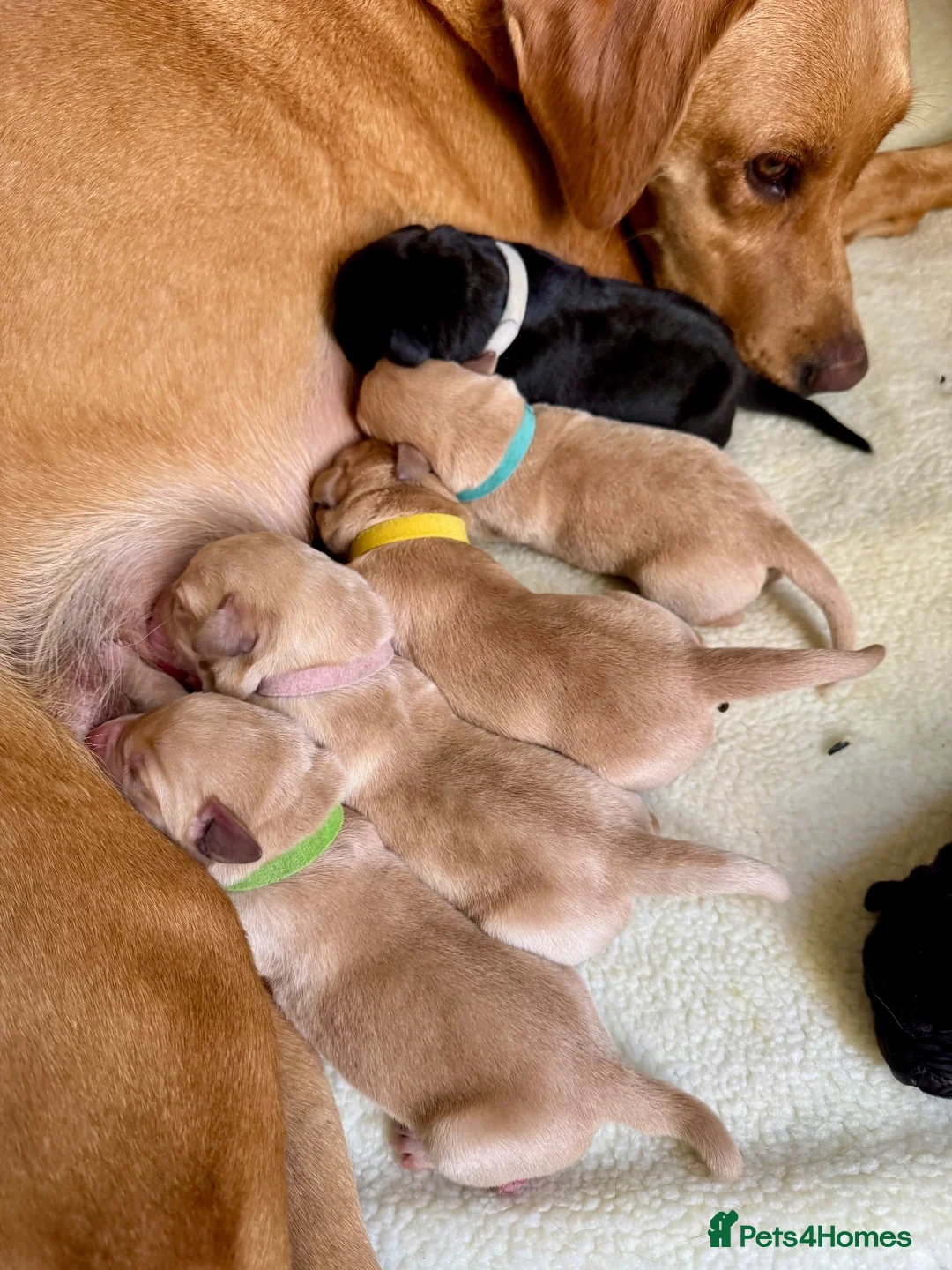Labrador Retriever dogs for sale: KC Registered Labrador Puppies Red & Black in Bristol - Advert 19