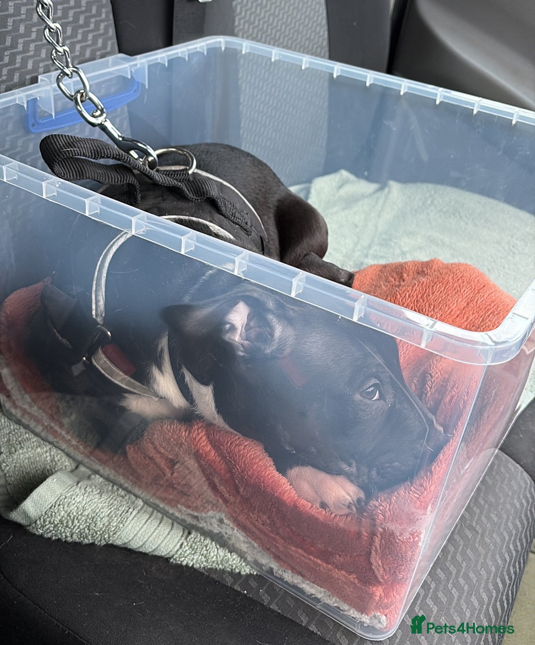 Mixed Breed dogs for sale: Black and white english bull terrier cross - Advert 4