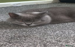 British Shorthair cats for sale: British Blue Kittens - Image 21