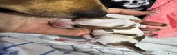 Mixed Breed dogs for sale: 7 beautiful puppies  in Taunton - Advert 19