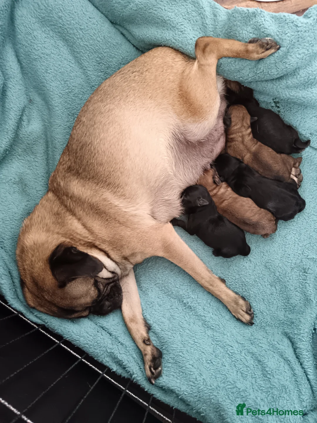 Pugapoo dogs for sale: Beautiful Pugapoo Puppies - Ready 14th May  in Chesterfield - Advert 2