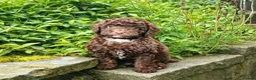 Mixed Breed dogs for sale: ADORABLE F1BB GOLDENDOODLE PUPPIES - Advert 17