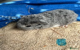 Guinea Pig rodents for sale: Baby Guinea pigs Ready now - Image 3
