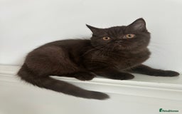 British Shorthair cats for sale: Ready🏡British Shorthair Chuky Kittens - Image 8