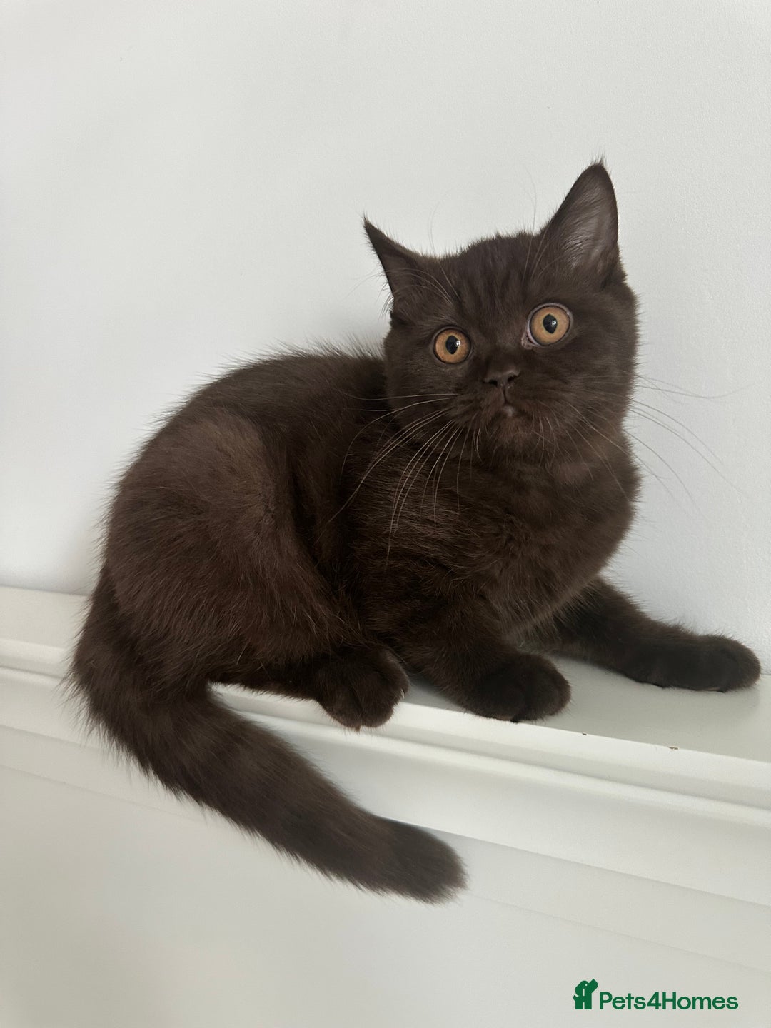 British Shorthair cats for sale: Ready🏡British Shorthair Chuky Kittens - Image 8