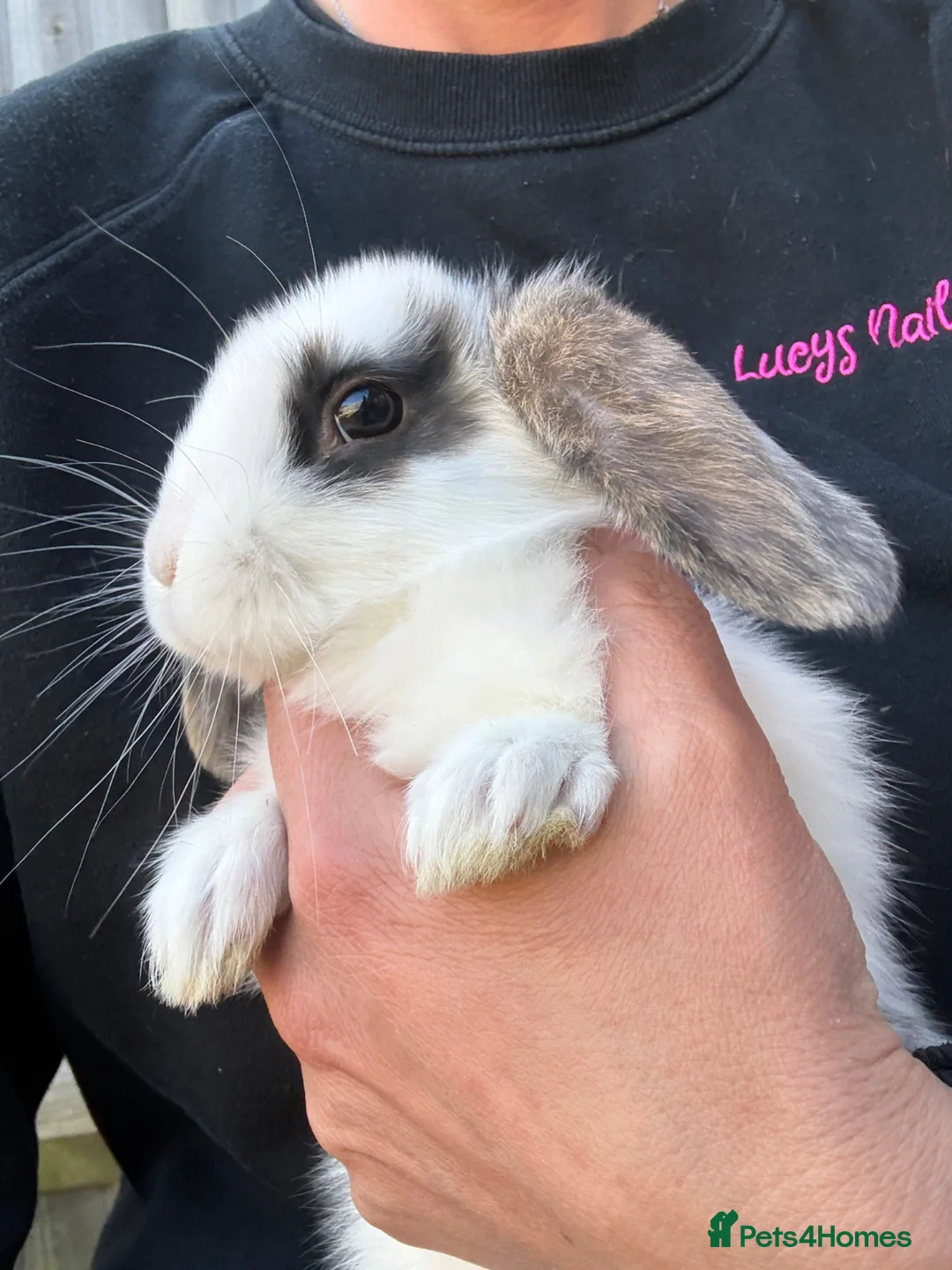 English Lop rabbits for sale: Two lop babies  - Advert 2