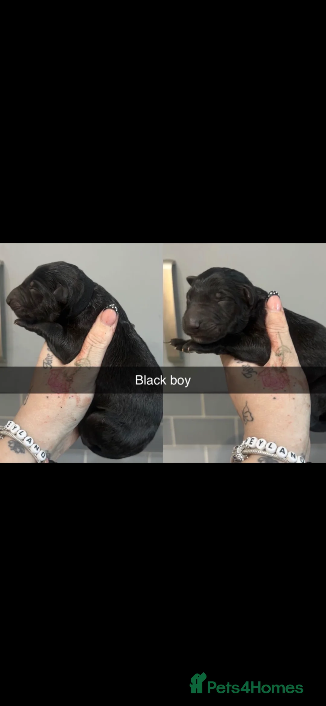 German Shepherd dogs for sale: German shepherd black - Advert 16
