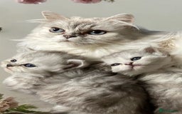 Persian cats for sale: 3 male Persian x chinchilla kittens  - Image 1